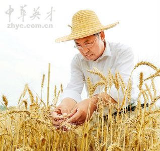 勇于创新为粮安——记河南科技学院小麦中心主任茹振钢教授