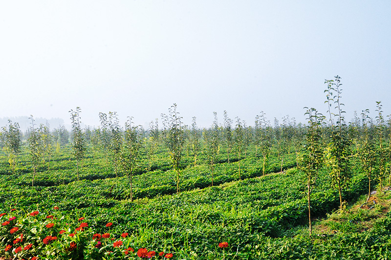 李寨村规模化经营的苗圃基地