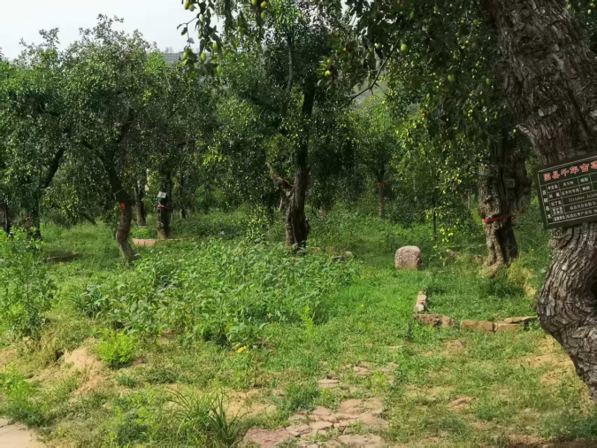 吕梁山下枣林焕新 农旅融合铺就新程 ——山西临县乡村振兴的“古枣密码” 《中华英才》半月刊网山西讯(张振华)1178.png