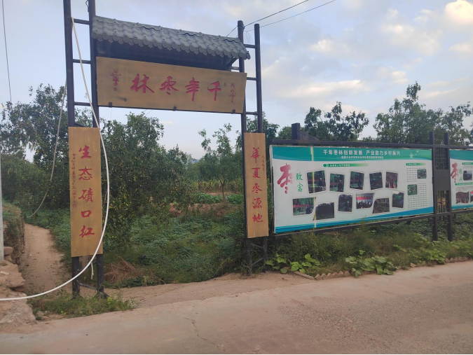 吕梁山下枣林焕新 农旅融合铺就新程 ——山西临县乡村振兴的“古枣密码” 《中华英才》半月刊网山西讯(张振华)208.png