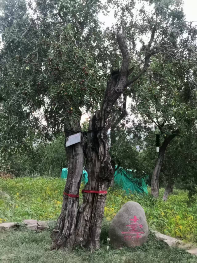 吕梁山下枣林焕新 农旅融合铺就新程 ——山西临县乡村振兴的“古枣密码” 《中华英才》半月刊网山西讯(张振华)873.png