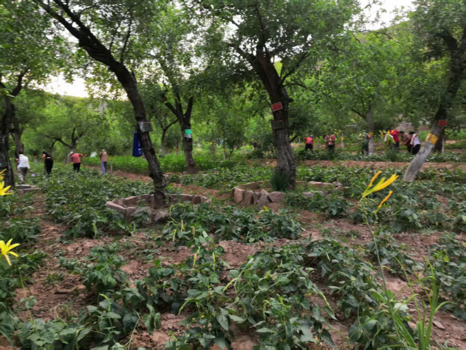 吕梁山下枣林焕新 农旅融合铺就新程 ——山西临县乡村振兴的“古枣密码” 《中华英才》半月刊网山西讯(张振华)870.png