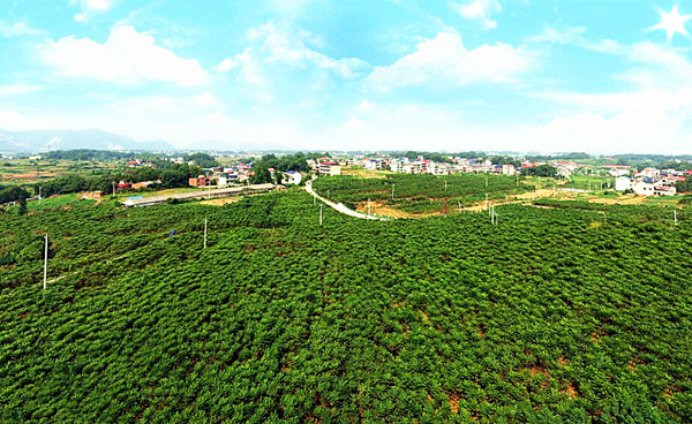 黄石大王镇贵湾村:雨润荷池白鹭归 硕果盈枝幸福来1208.png