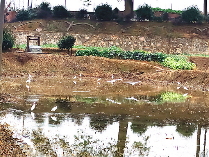 黄石大王镇贵湾村:雨润荷池白鹭归 硕果盈枝幸福来283.png